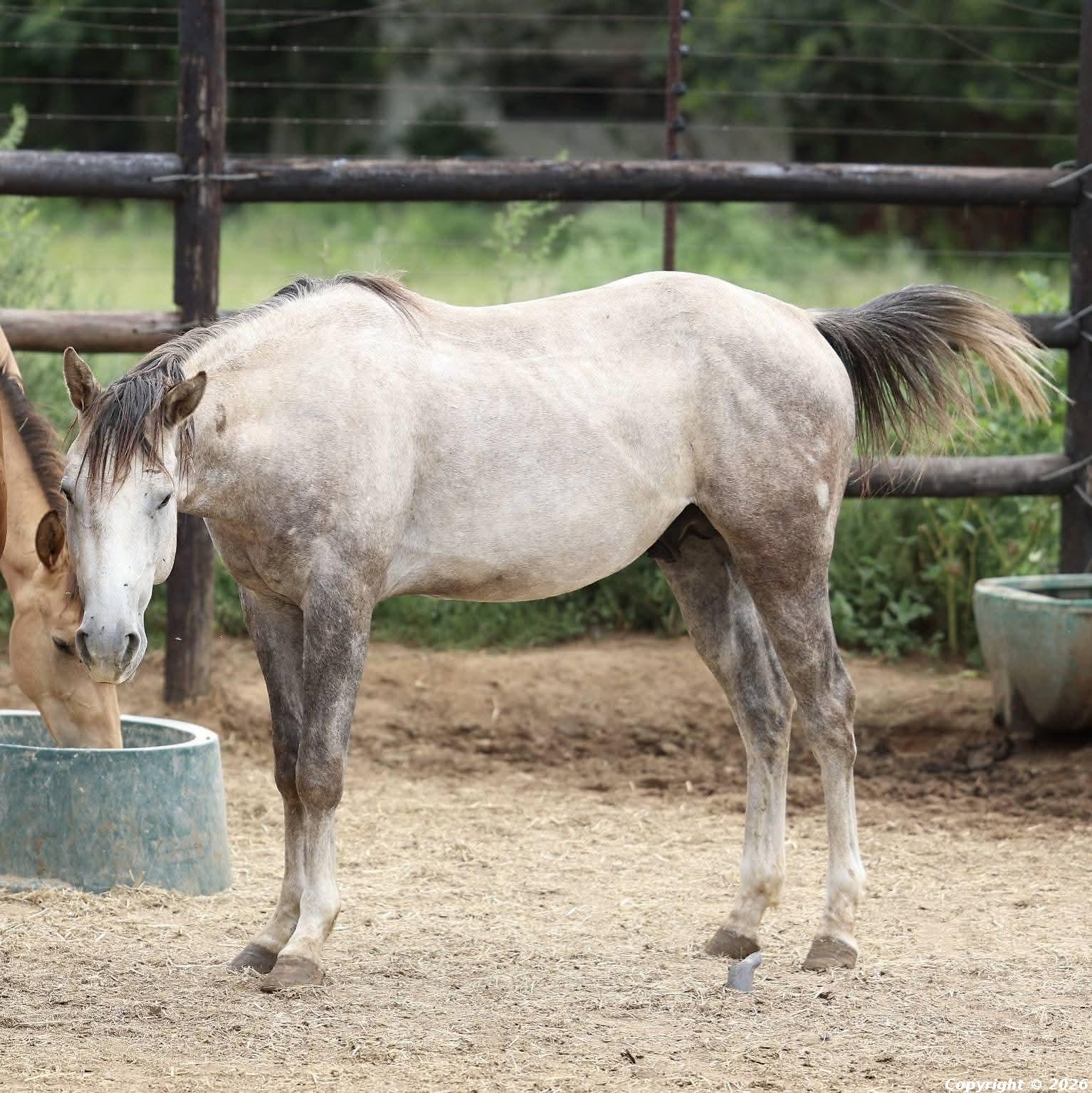 Blue Sky Joker's Got Spark